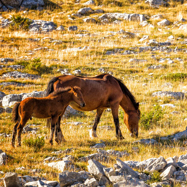 turistička zajednica grada makarske